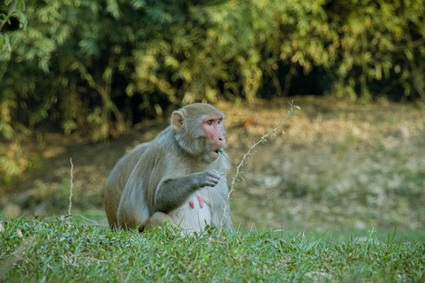 Les meilleures semences de gazon pour votre jardin en 2025