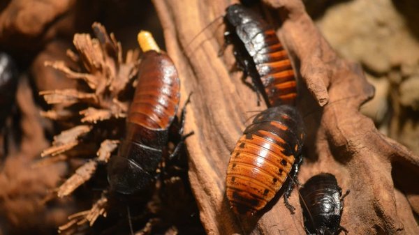 Protégez votre foyer avec les conseils des spécialistes de la lutte anti-blattes !